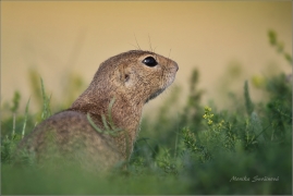 <p>SYSEL OBECNÝ (Spermophilus citellus) /European ground squirrel - Europäischer Ziesel/</p>